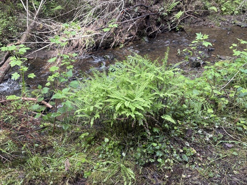 western maidenhair fern (Adiantum aleuticum)