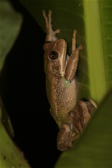 Gastrotheca cuencana