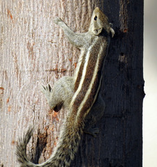 Funambulus pennantii