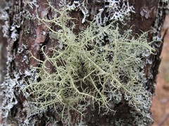Usnea cornuta
