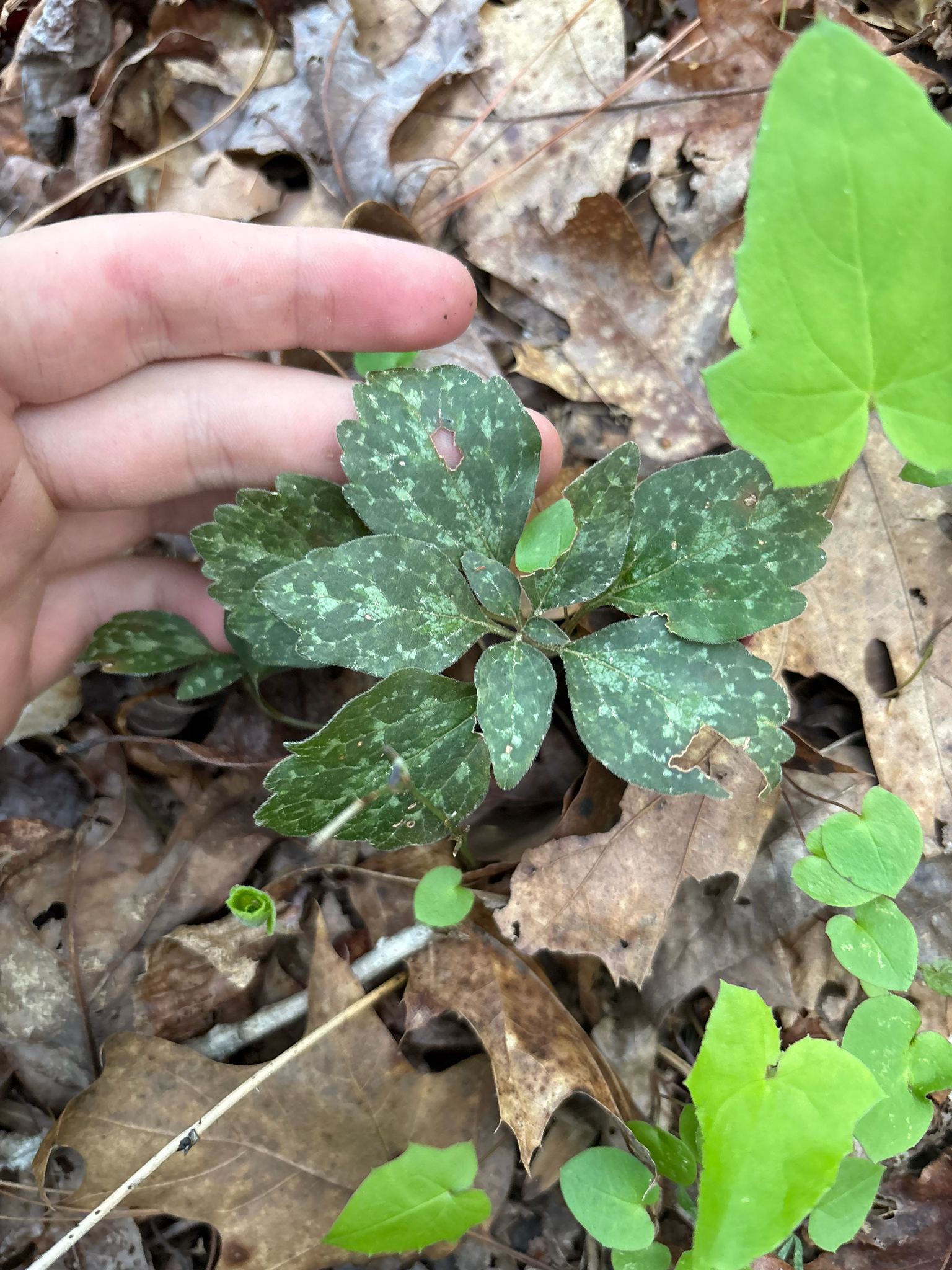 Allegheny Spurge (Pachysandra procumbens)