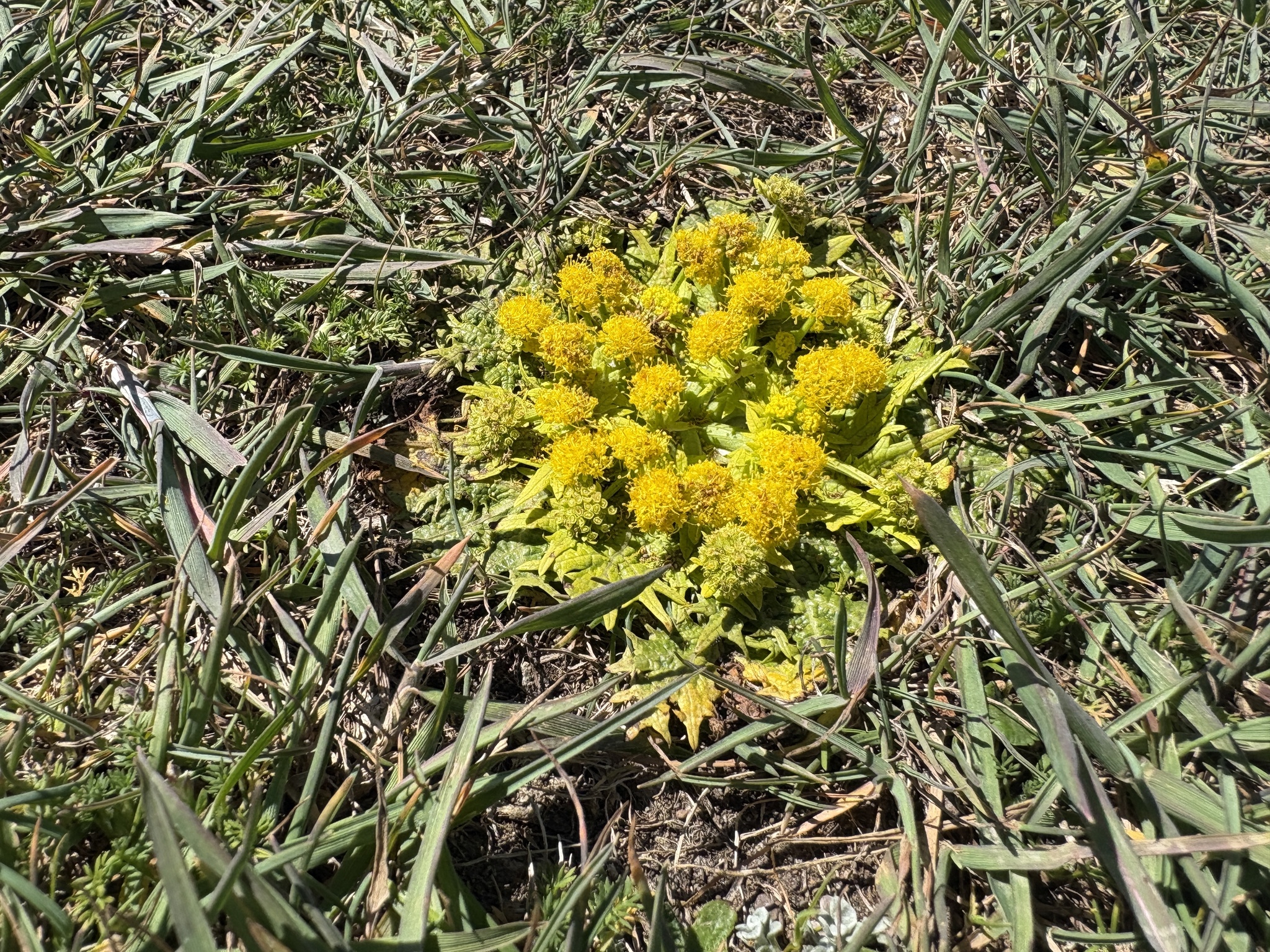 Footsteps Of Spring (Sanicula arctopoides)