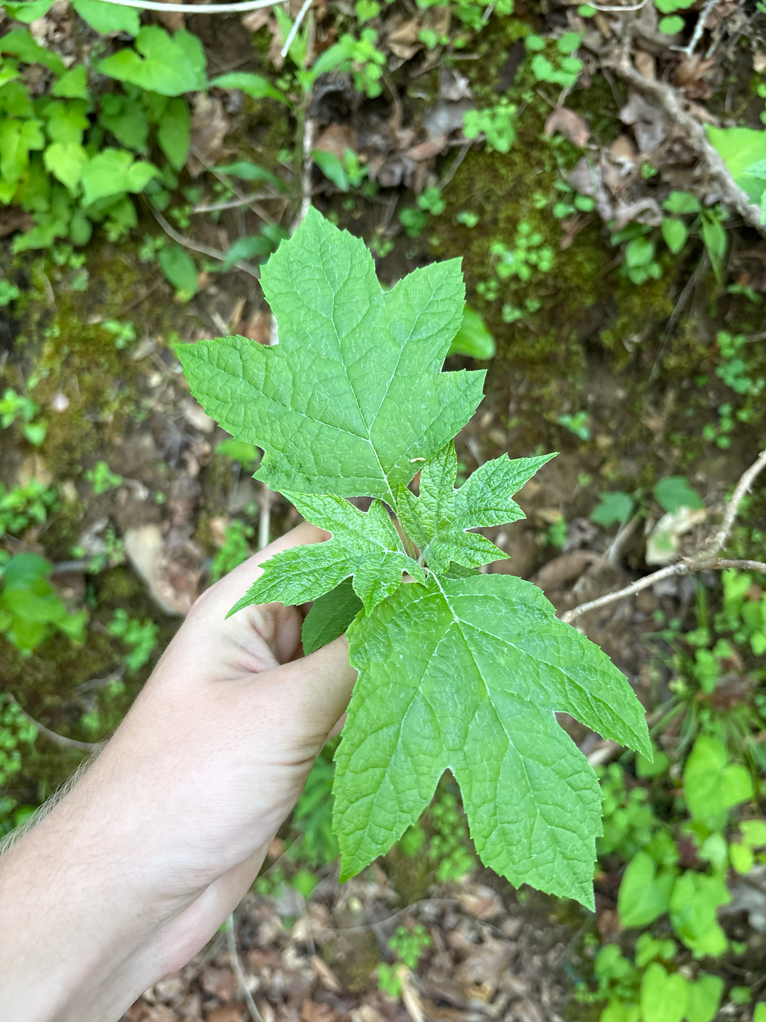 Oakleaf Hydrangea (Hydrangea quercifolia)