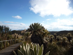 Espeletia pycnophylla