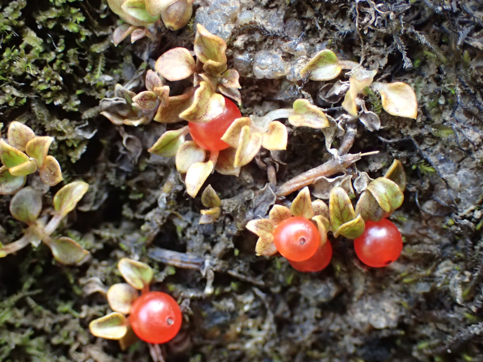 Fruiting Duckweed (Nertera depressa)