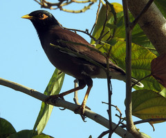 Acridotheres tristis