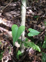 Dioscorea floridana
