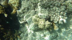 Conglomeratusclera coerulea