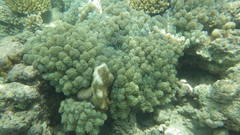 Conglomeratusclera coerulea