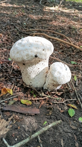 Purple-spored Puffball
