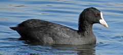 Fulica atra