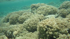 Conglomeratusclera coerulea