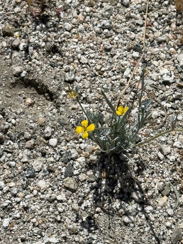 iNaturalist observation photo of Little Gold Poppy