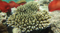Dascyllus trimaculatus