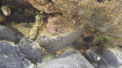 Gymnothorax pictus