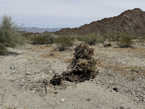 iNaturalist observation photo of Silver Cholla
