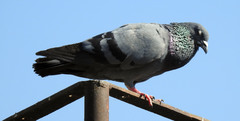 Columba livia domestica