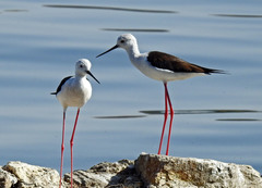 Himantopus himantopus