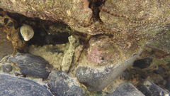 Gymnothorax pictus