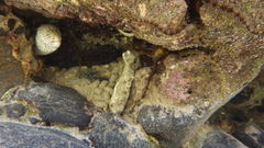 Gymnothorax pictus