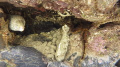 Gymnothorax pictus