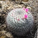 Mammillaria haageana - Photo (c) David Morales, some rights reserved (CC BY-NC), uploaded by David Morales