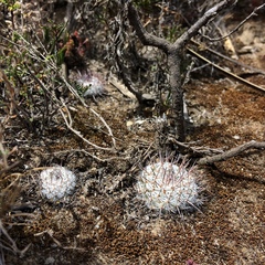 Mammillaria haageana haageana