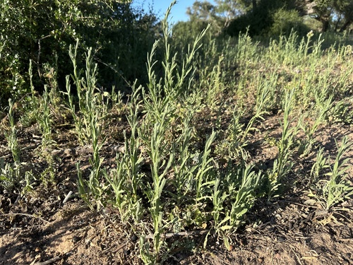 Maltese star-thistle (Centaurea melitensis)
