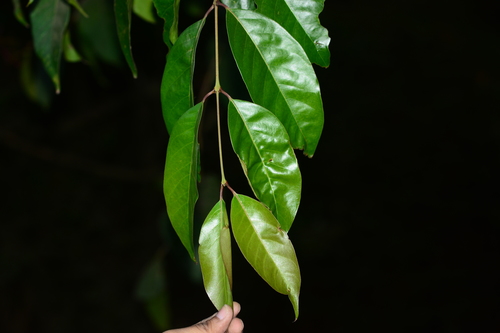 Image of Olea Dioica (Olea dioica) by no rights reserved