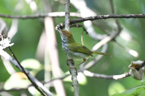 Dark-necked Tailorbird (Orthotomus atrogularis), photo 10