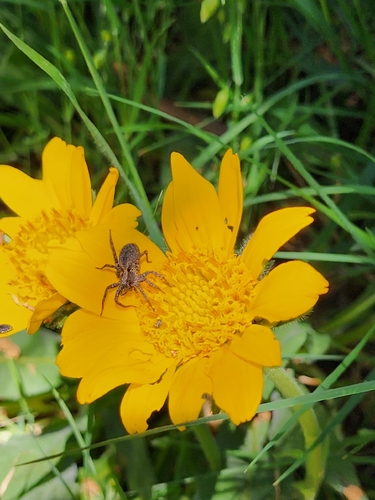 narrowleaf mule-ears (Wyethia angustifolia)