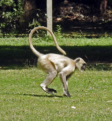 Semnopithecus entellus