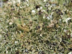 Cladonia strepsilis