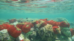 Heteractis magnifica