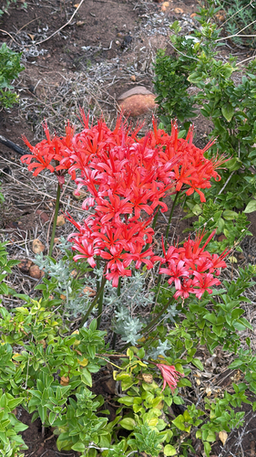 Guernsey Lily (Nerine sarniensis)