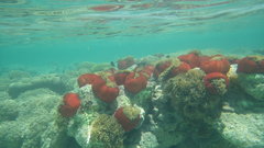Heteractis magnifica