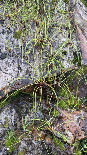 Budding Club-Rush (Isolepis prolifera)