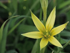 Gagea commutata