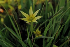 Gagea commutata
