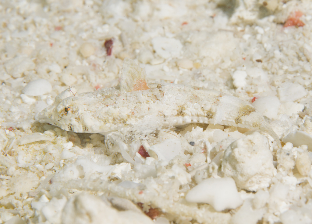Gevlekte pitvis (Callionymus enneactis) — Callionymidae