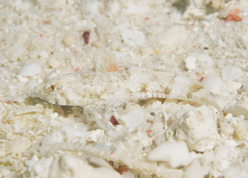 Common dragonet (Callionymus enneactis) — Callionymidae