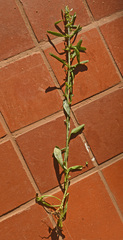 Lactuca