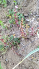 Rumex bucephalophorus