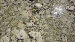 Ophiocoma scolopendrina