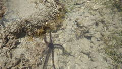 Ophiocoma scolopendrina