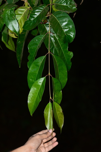 Image of Olea Dioica (Olea dioica) by no rights reserved