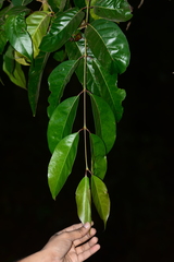 Olea dioica