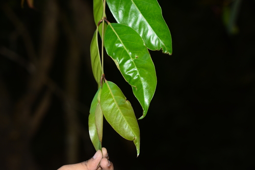 Image of Olea Dioica (Olea dioica) by no rights reserved