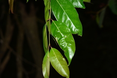 Olea dioica