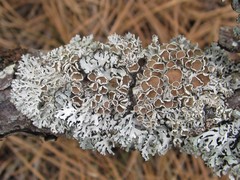 Imshaugia placorodia